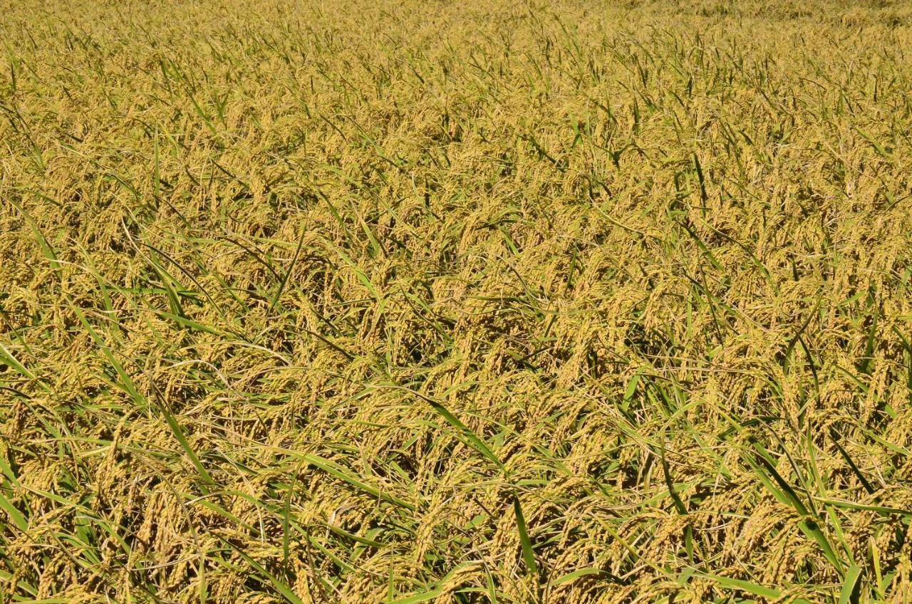 Apartamento 八畝田 Bamutian Farmland 8 Mu Yuli Exterior foto